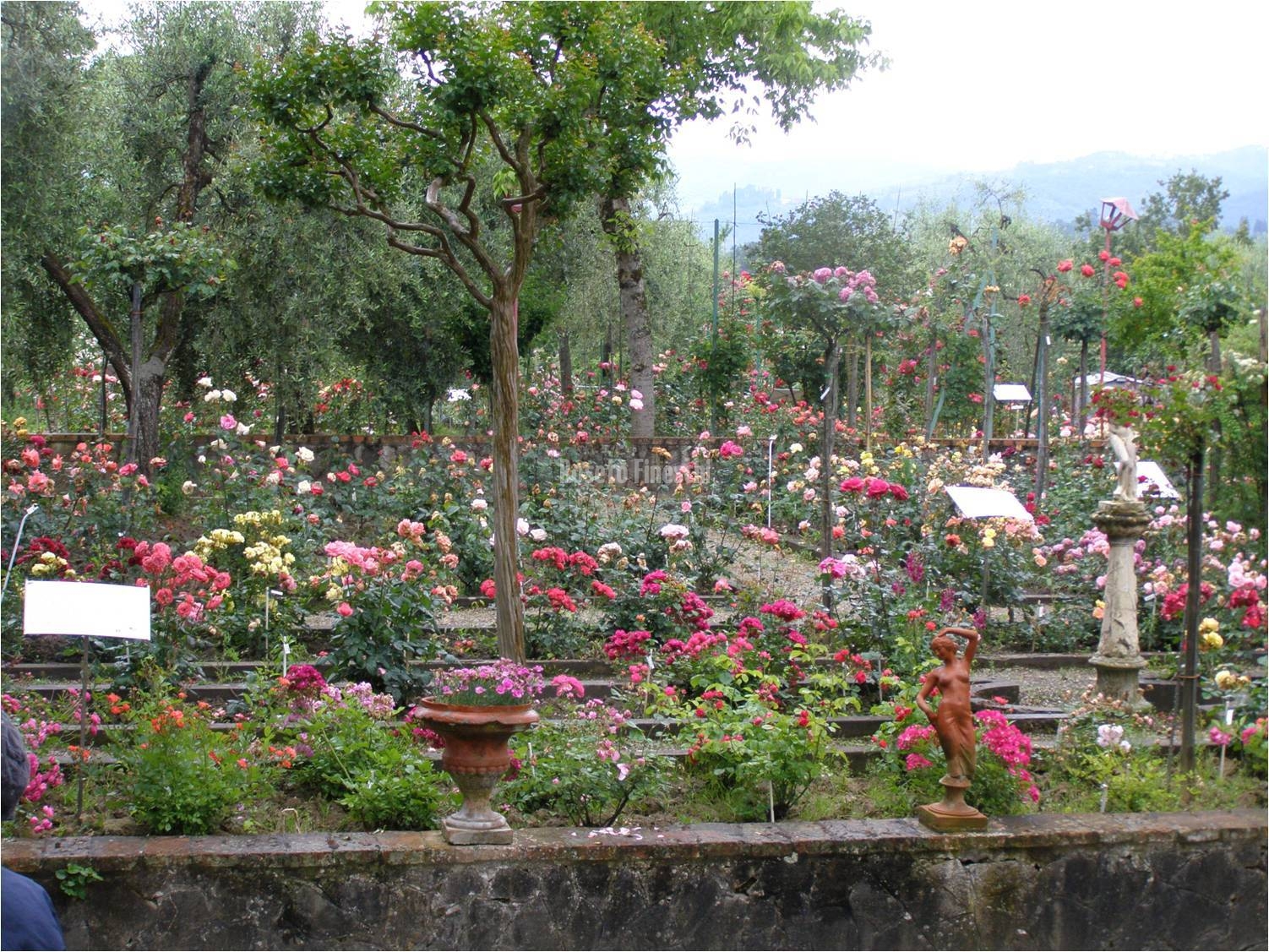 Roseto Fineschi
