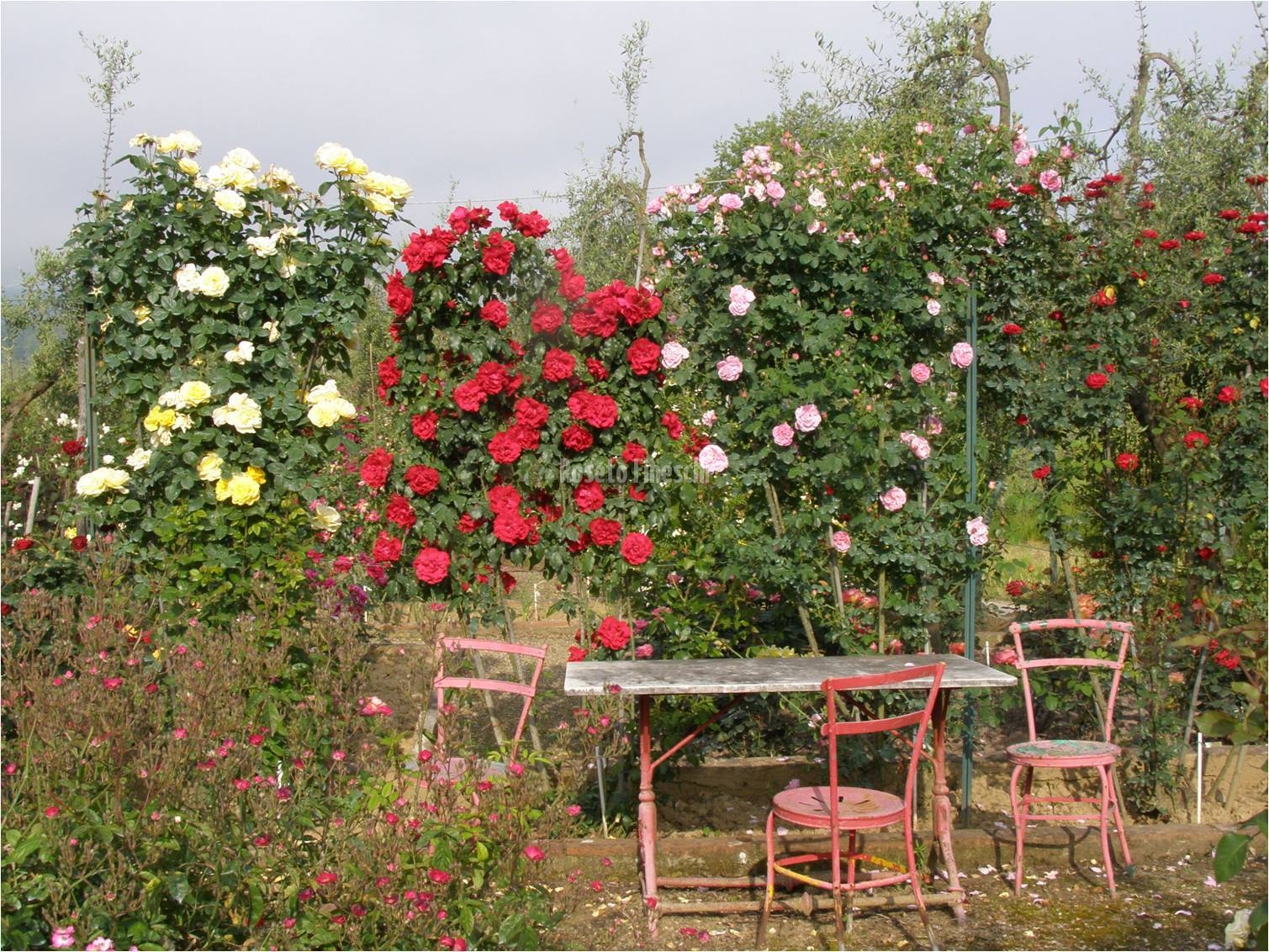 Roseto Fineschi