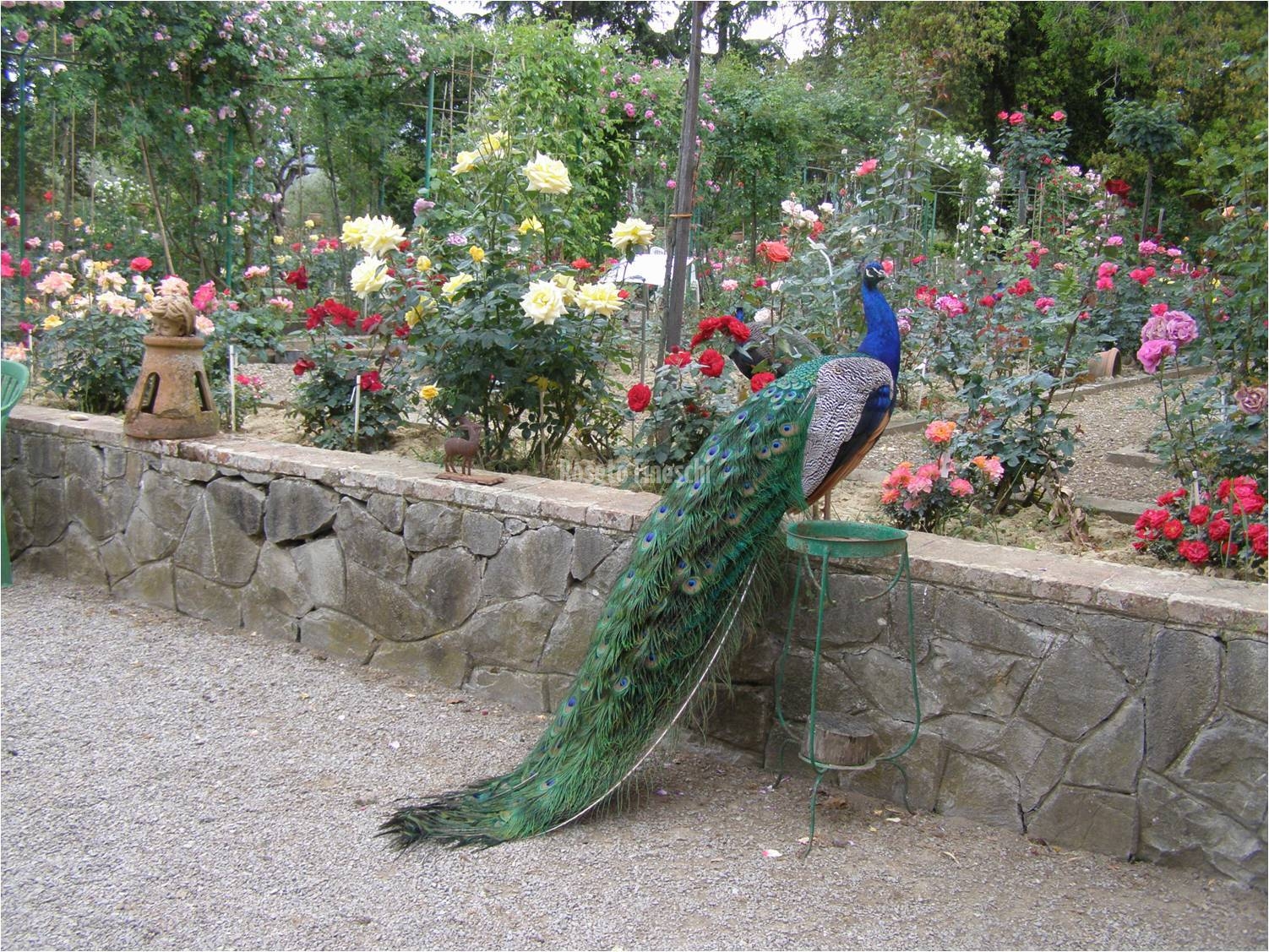 Roseto Fineschi