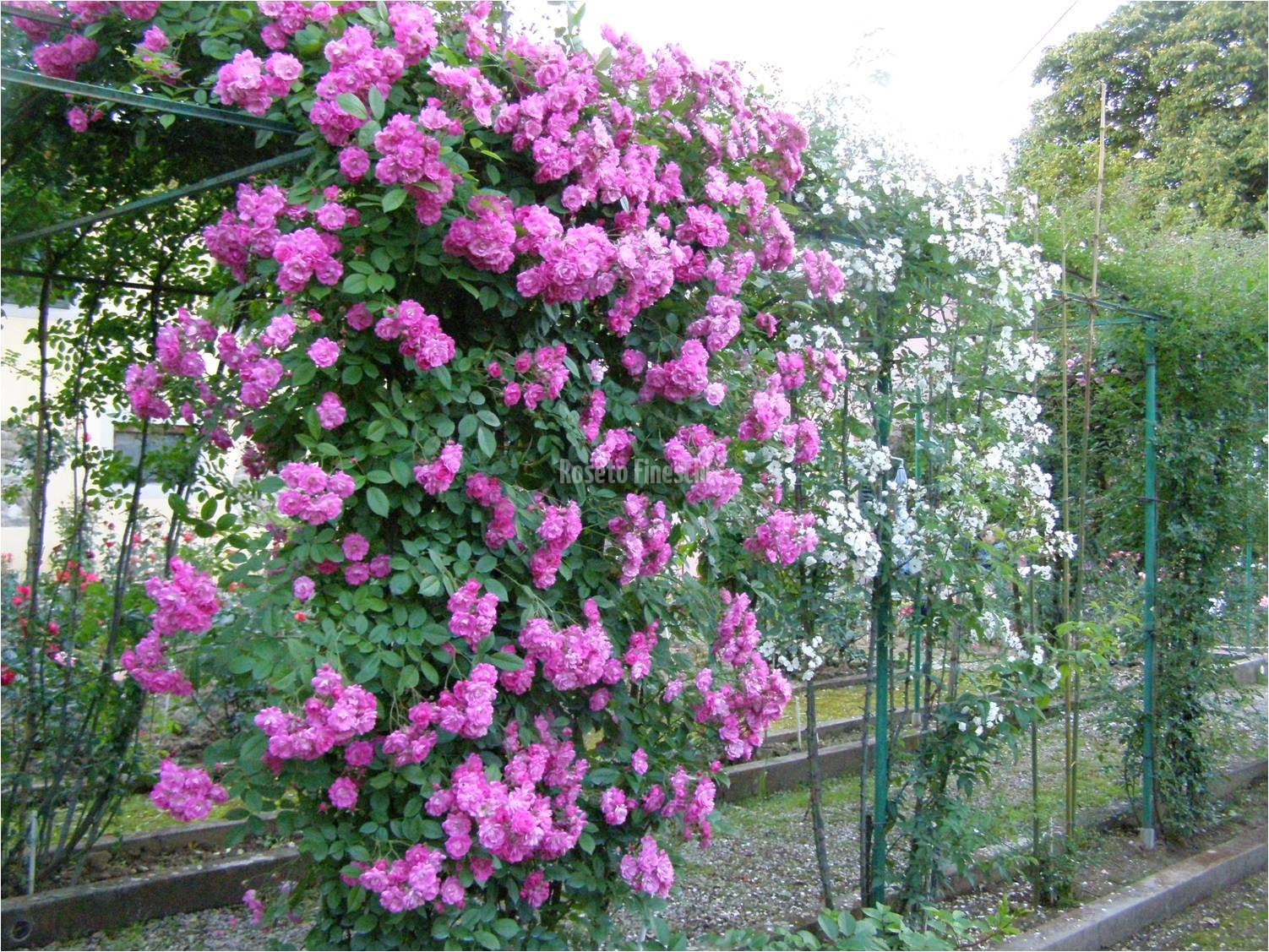 Roseto Fineschi