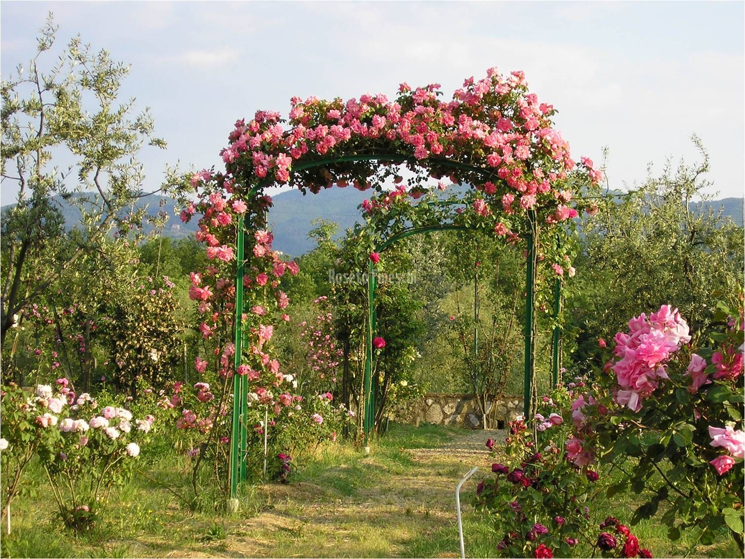 Roseto Fineschi