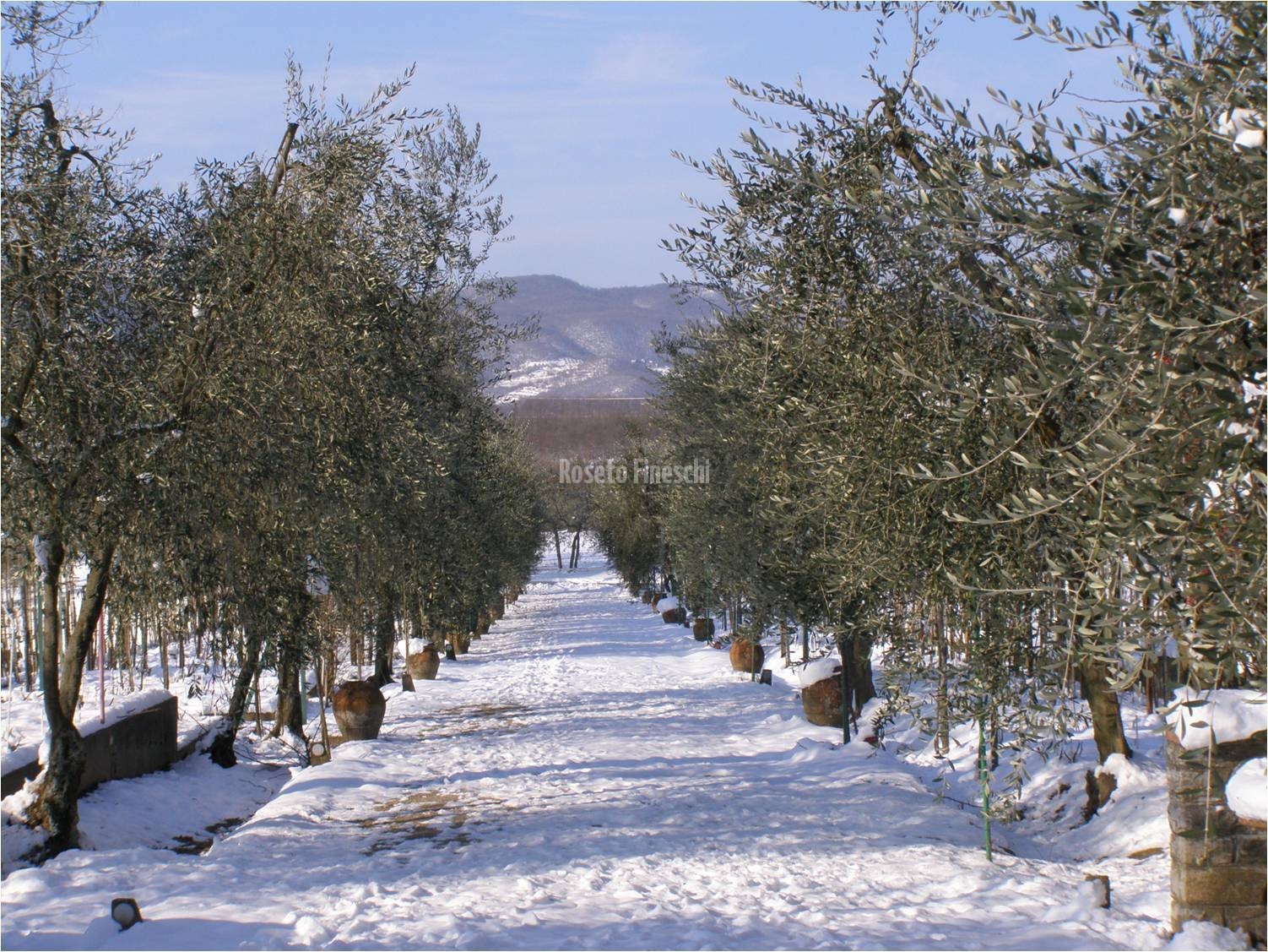 Roseto Fineschi