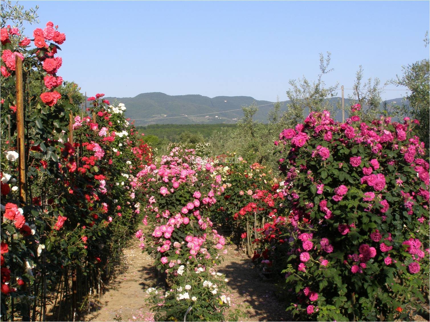 Roseto Fineschi