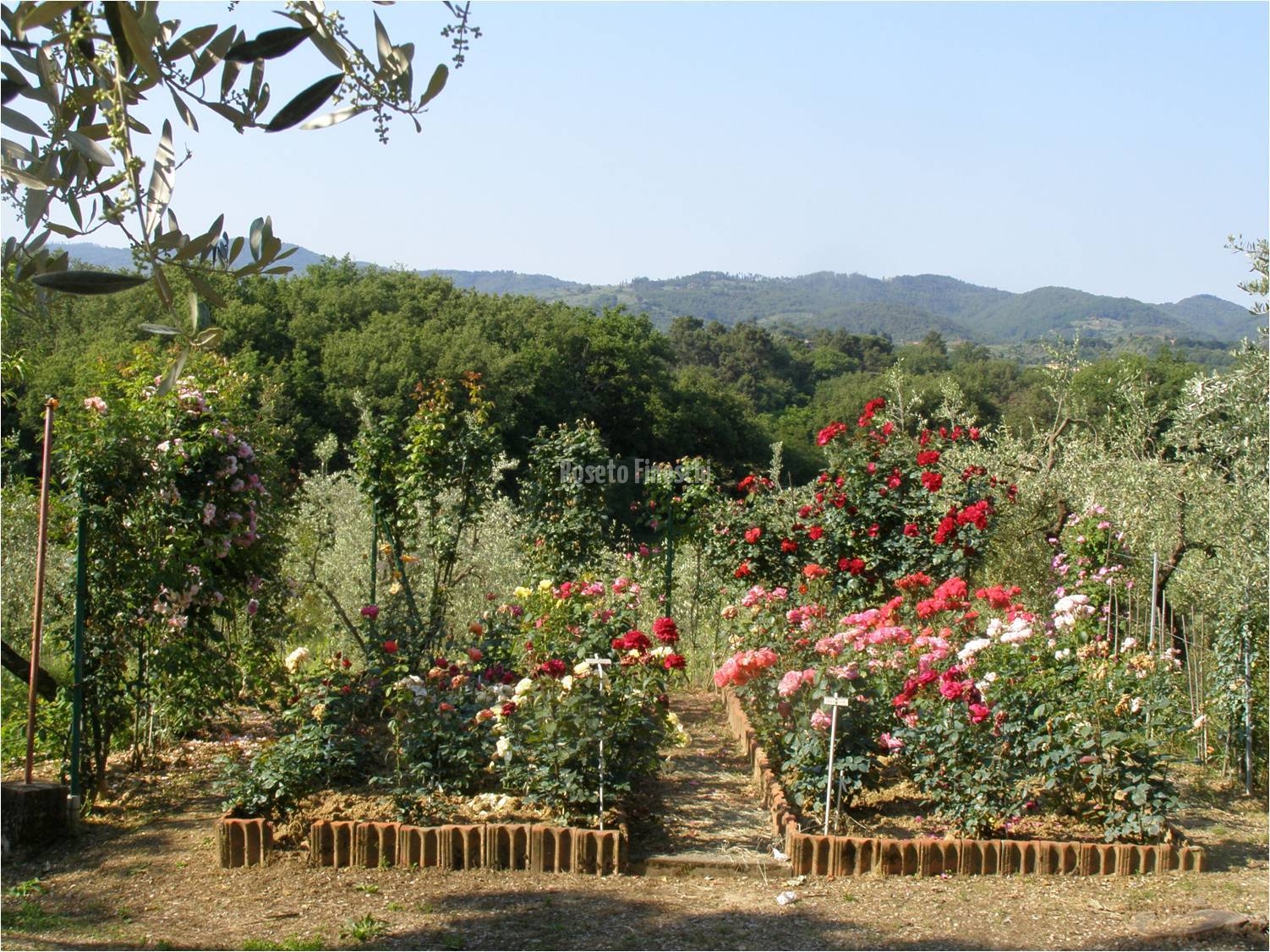 Roseto Fineschi