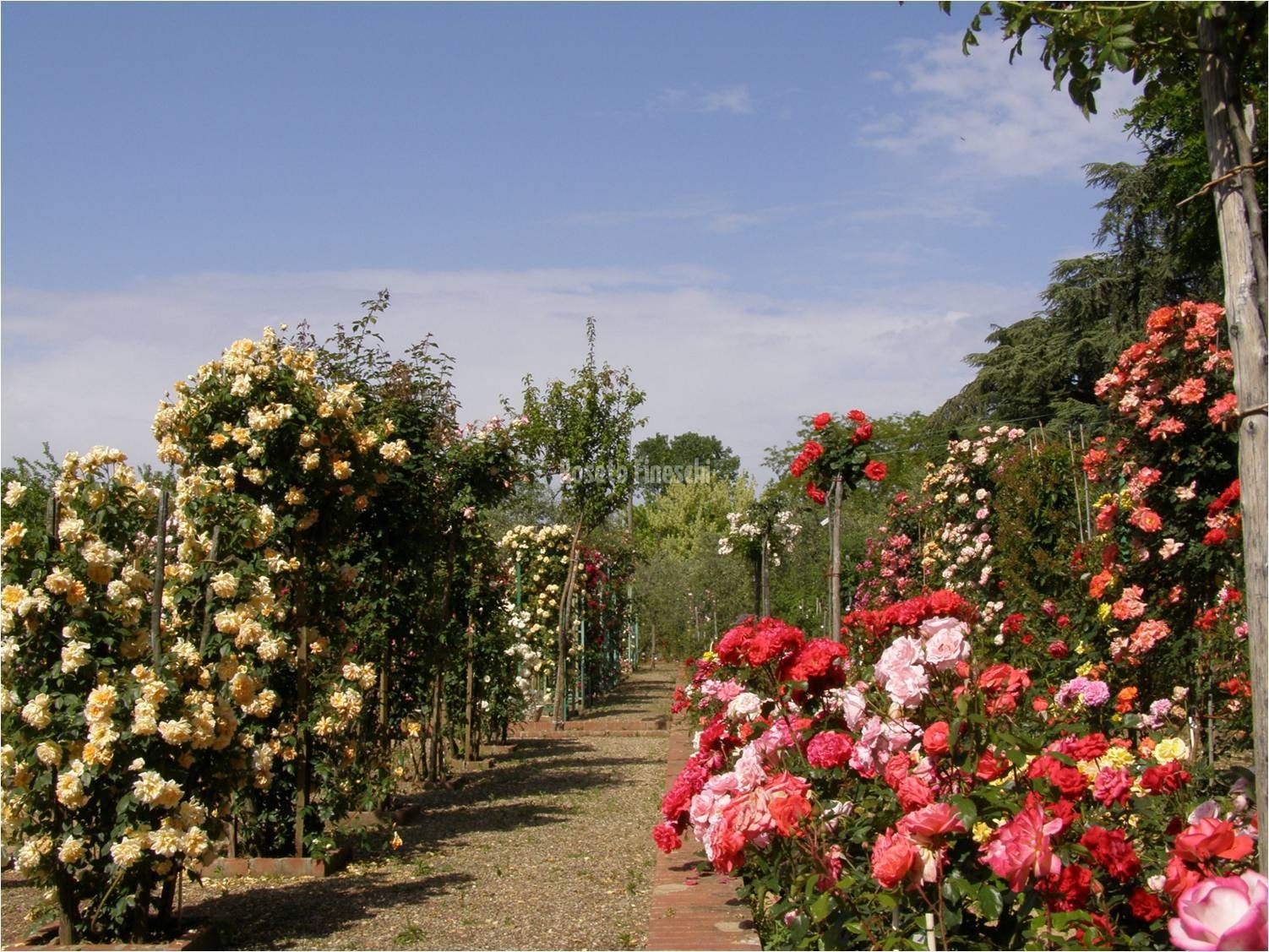 Roseto Fineschi