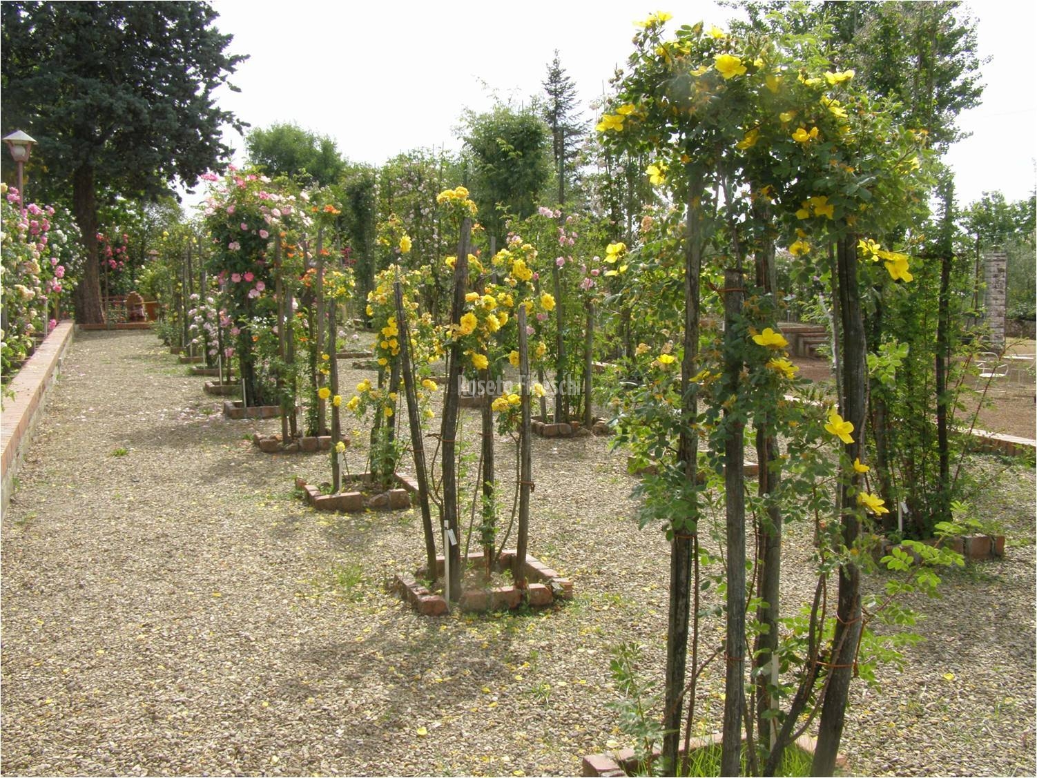 Roseto Fineschi