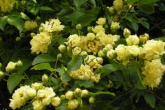 10_Rosa-banksiae-f.-lutea-