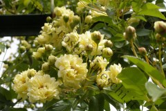 11_Rosa-banksiae-f.-lutescens-