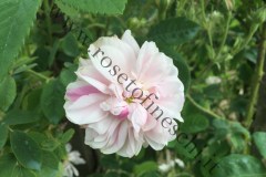 13_Rosa-damascena-f.-versicolor