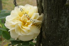 17_Rosa-hugonis-flore-pleno