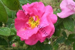 4_Rosa-gallica-var.-officinalis-