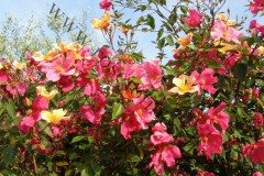 6_Rosa-chinensis-f.-mutabilis-