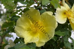 7_Rosa-spinosissima-var.-lutea-